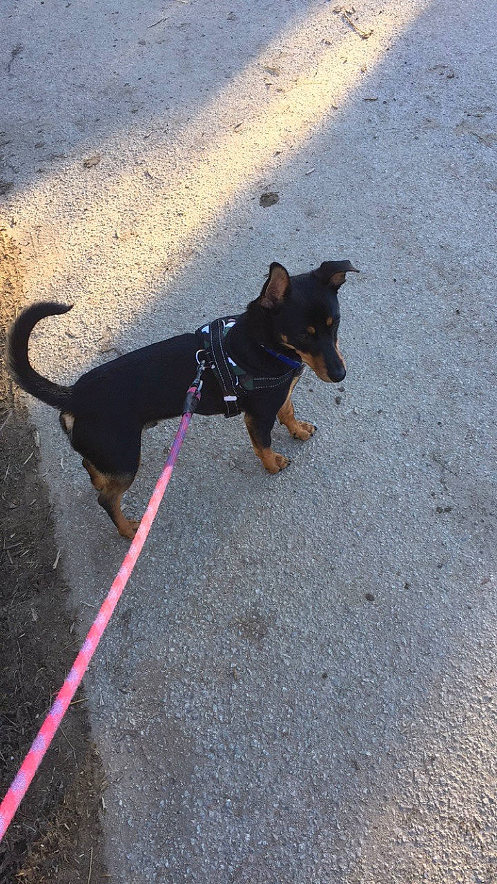 Lucky a rejoint le concours — aidez-le/la à gagner de superbes lots ! canidae, carnivore, dog, dog_breed, english_toy_terrier, german_pinscher, lancashire_heeler, leash, mammal, manchester_terrier, miniature_pinscher, prazsky_krysarik, toy_dog, toy_manchester_terrier, vertebrate, working_dog