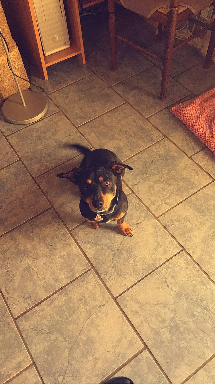 Lucky participe au concours pour gagner de l'argent avec cette photo : canidae, carnivore, dog, dog_breed, fawn, floor, flooring, german_pinscher, guard_dog, manchester_terrier, miniature_pinscher, pinscher, puppy, tile, transylvanian_hound, working_dog