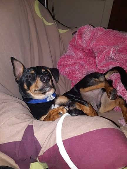 Lucky a rejoint le concours — aidez-le/la à gagner de superbes lots ! canidae, carnivore, dog, dog_breed, mammal, manchester_terrier, miniature_pinscher, puppy, rat_terrier, toy_dog, vertebrate