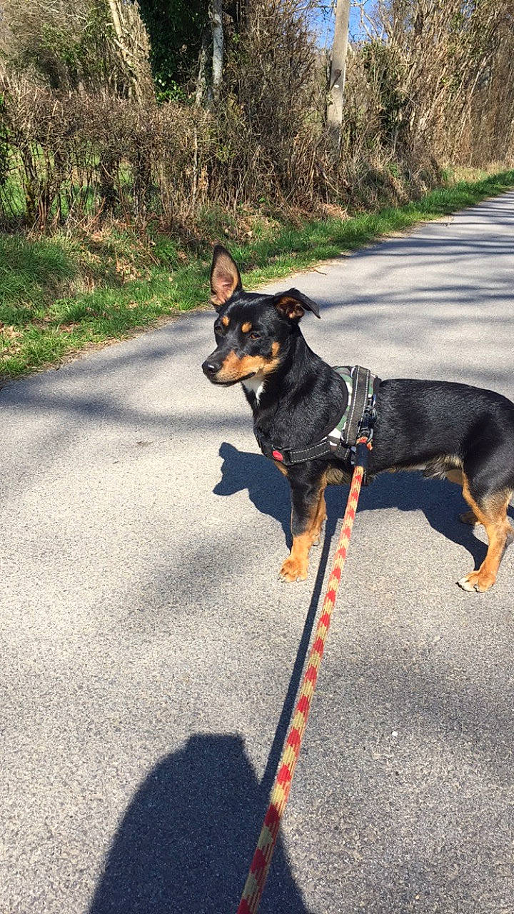 Lucky a rejoint le concours — aidez-le/la à gagner de superbes lots ! australian_kelpie, black_and_tan_terrier, canidae, carnivore, dog, dog_breed, english_toy_terrier, german_pinscher, huntaway, lancashire_heeler, leash, mammal, manchester_terrier, miniature_pinscher, prazsky_krysarik, sporting_group, tail, toy_manchester_terrier, vertebrate, working_dog