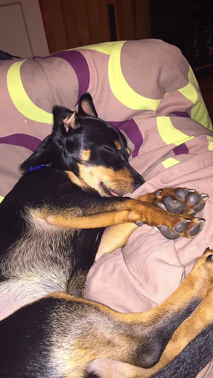 Lucky a rejoint le concours — aidez-le/la à gagner de superbes lots ! australian_kelpie, black_and_tan_terrier, canidae, carnivore, companion_dog, dobermann, dog, dog_breed, english_toy_terrier, german_pinscher, guard_dog, huntaway, mammal, manchester_terrier, miniature_pinscher, pinscher, prazsky_krysarik, toy_dog, toy_manchester_terrier, vertebrate