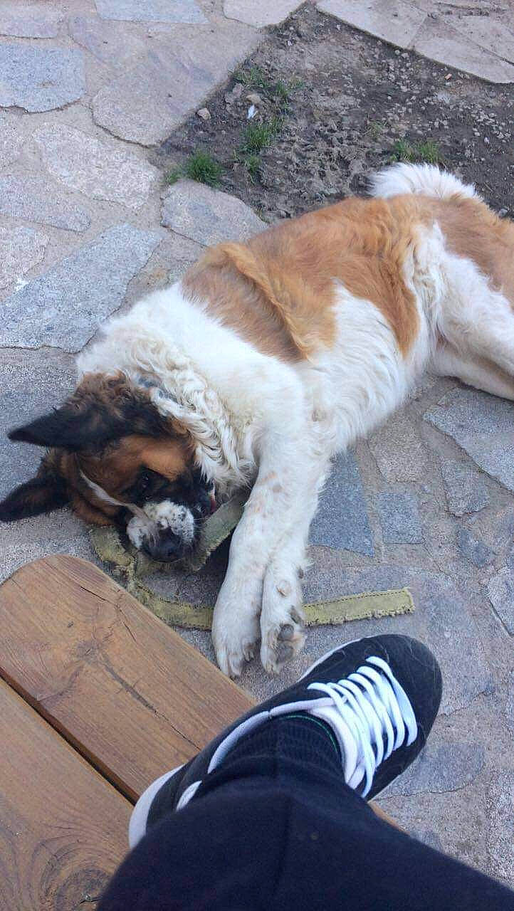 Inès a rejoint le concours — aidez-le/la à gagner de superbes lots ! canidae, carnivore, companion_dog, dog, dog_breed, fawn, fur, mammal, moscow_watchdog, rafeiro_do_alentejo, snout, sporting_group, st_bernard, tail, vertebrate, working_dog