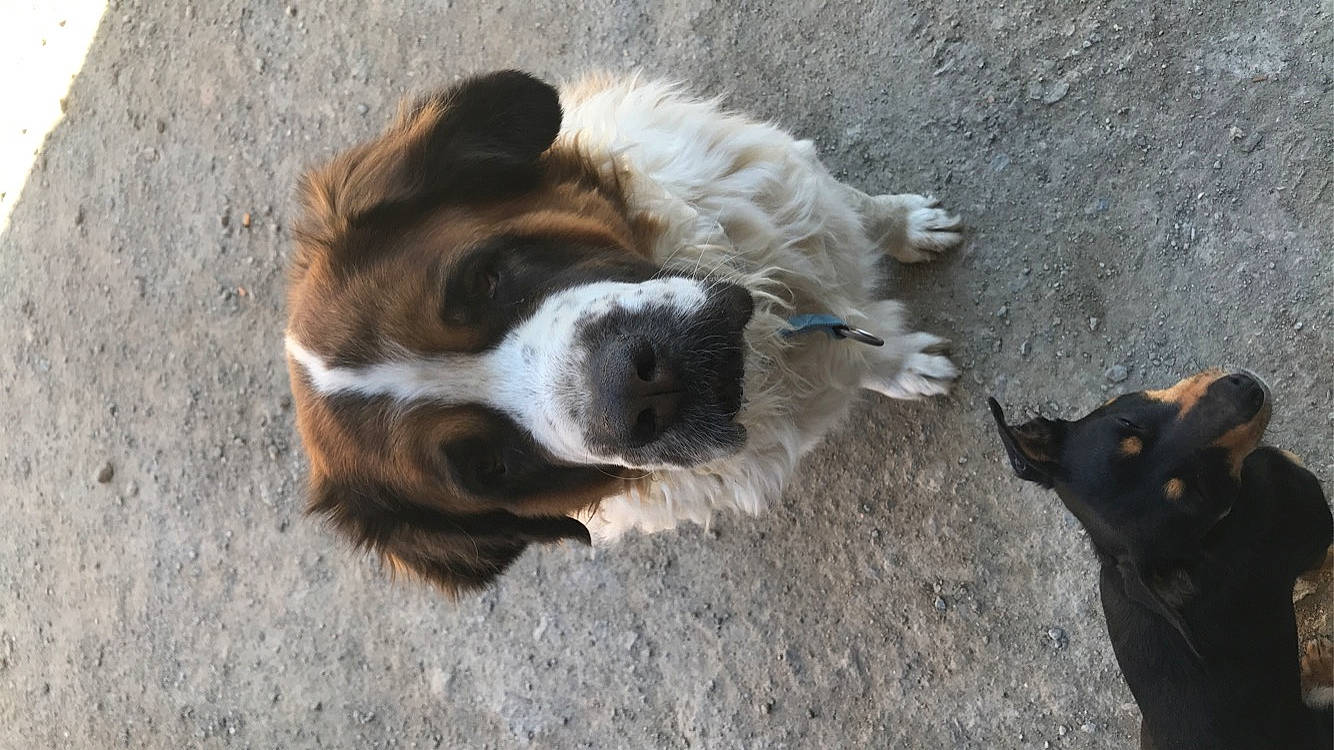 Inès participe au concours pour gagner de l'argent avec cette photo : canidae, carnivore, companion_dog, dog, dog_breed, fawn, moscow_watchdog, nose, snout, sporting_group, st_bernard, street_dog