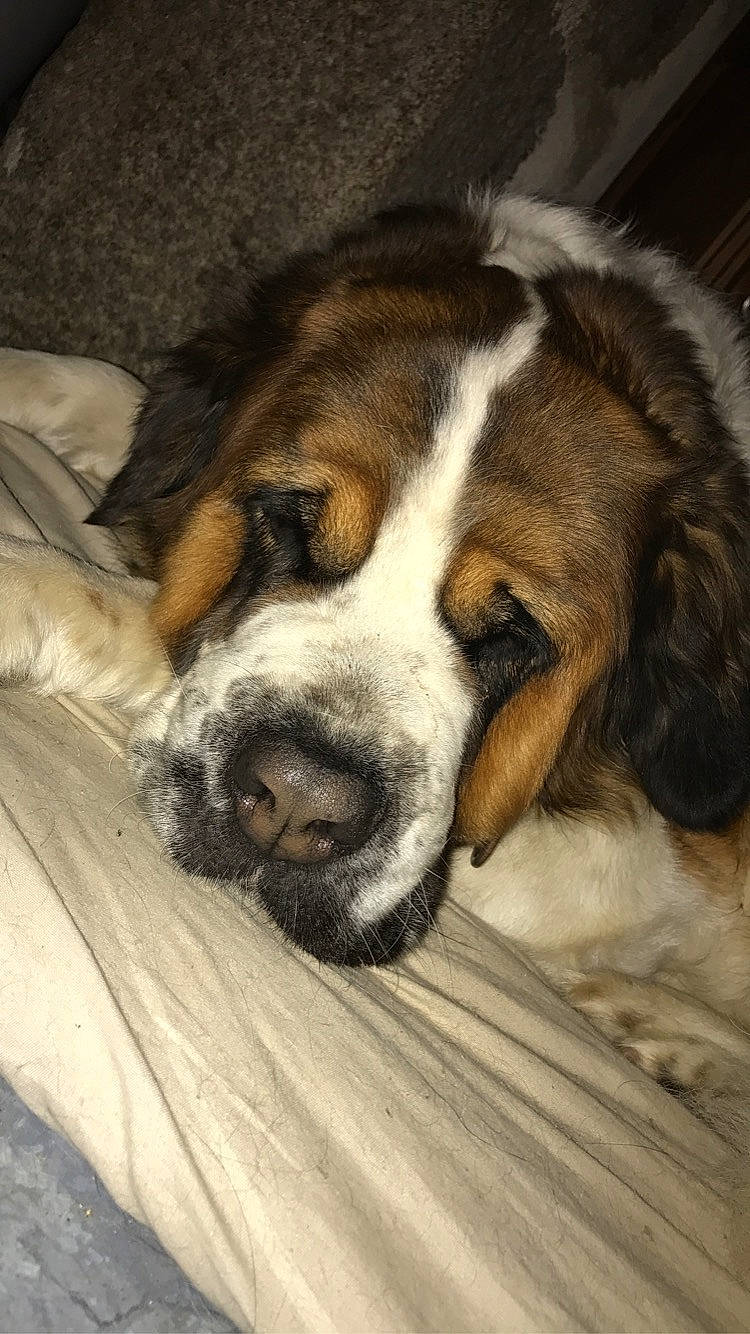 Inès participe au concours pour gagner de l'argent avec cette photo : bernese_mountain_dog, canidae, carnivore, companion_dog, dog, dog_breed, mammal, moscow_watchdog, nap, nose, puppy_love, pyrenean_mastiff, rare_breed_dog, sleep, snout, sporting_group, st_bernard, vertebrate, whiskers