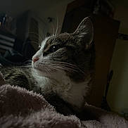 Mystique participe au concours pour gagner de l'argent avec cette photo : animal, blanket, cat, cozy, cute, dim_light, domestic_cat, feline, fur, home_interior, indoor, pet, profile_view, quiet, relaxing, resting, sleepy, soft_texture, tabby_cat, whiskers