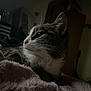 animal, blanket, cat, cozy, cute, dim_light, domestic_cat, feline, fur, home_interior, indoor, pet, profile_view, quiet, relaxing, resting, sleepy, soft_texture, tabby_cat, whiskers