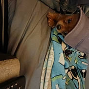Erik joined the competition — help win amazing prizes! canidae, car_seat, carnivore, comfort, companion_dog, dog, dog_breed, dog_supply, door, fawn, fur, linens, snout, spitz, toy_dog, vehicle_door, whiskers, window, wood, working_animal