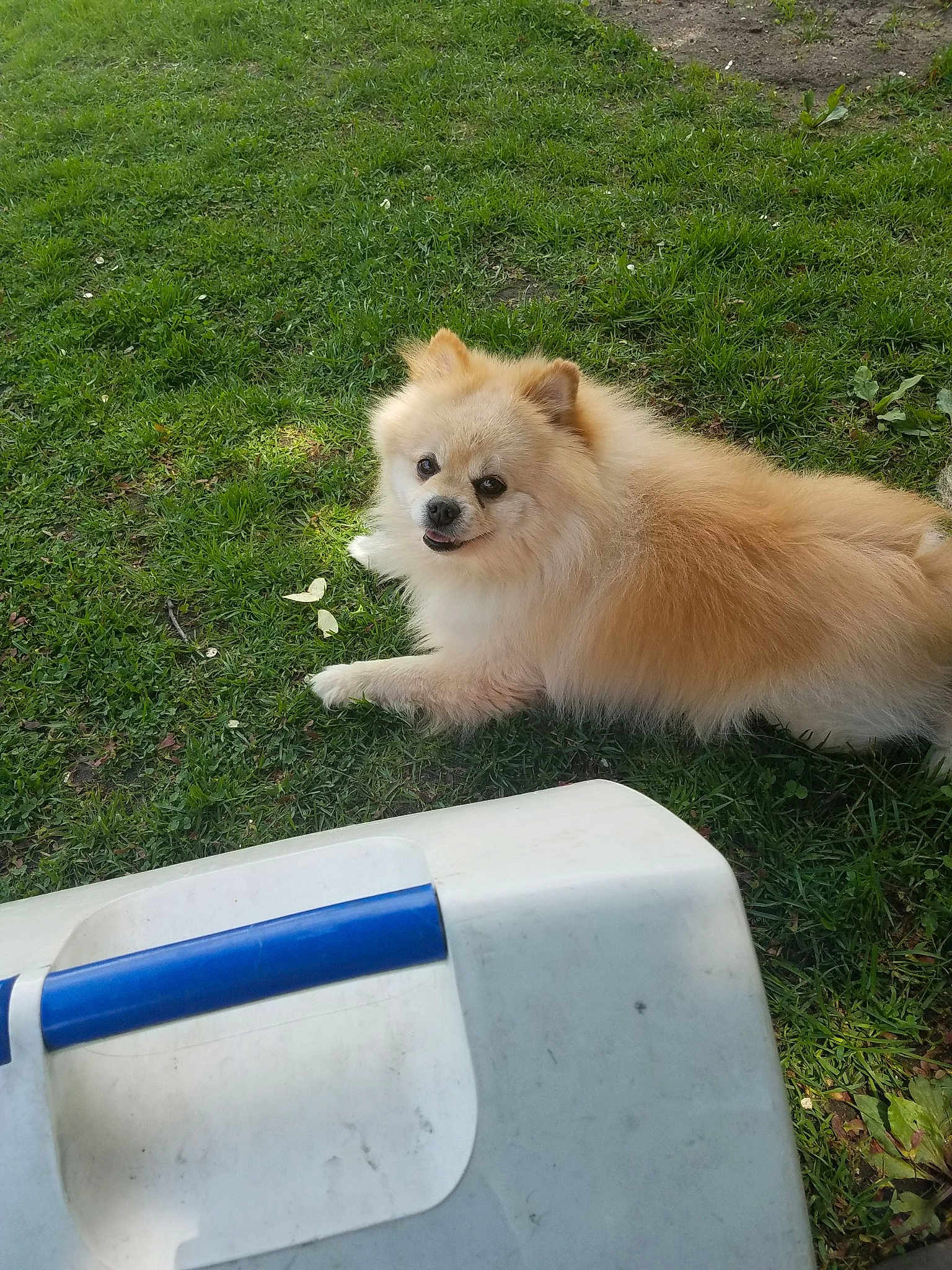 Meeko
