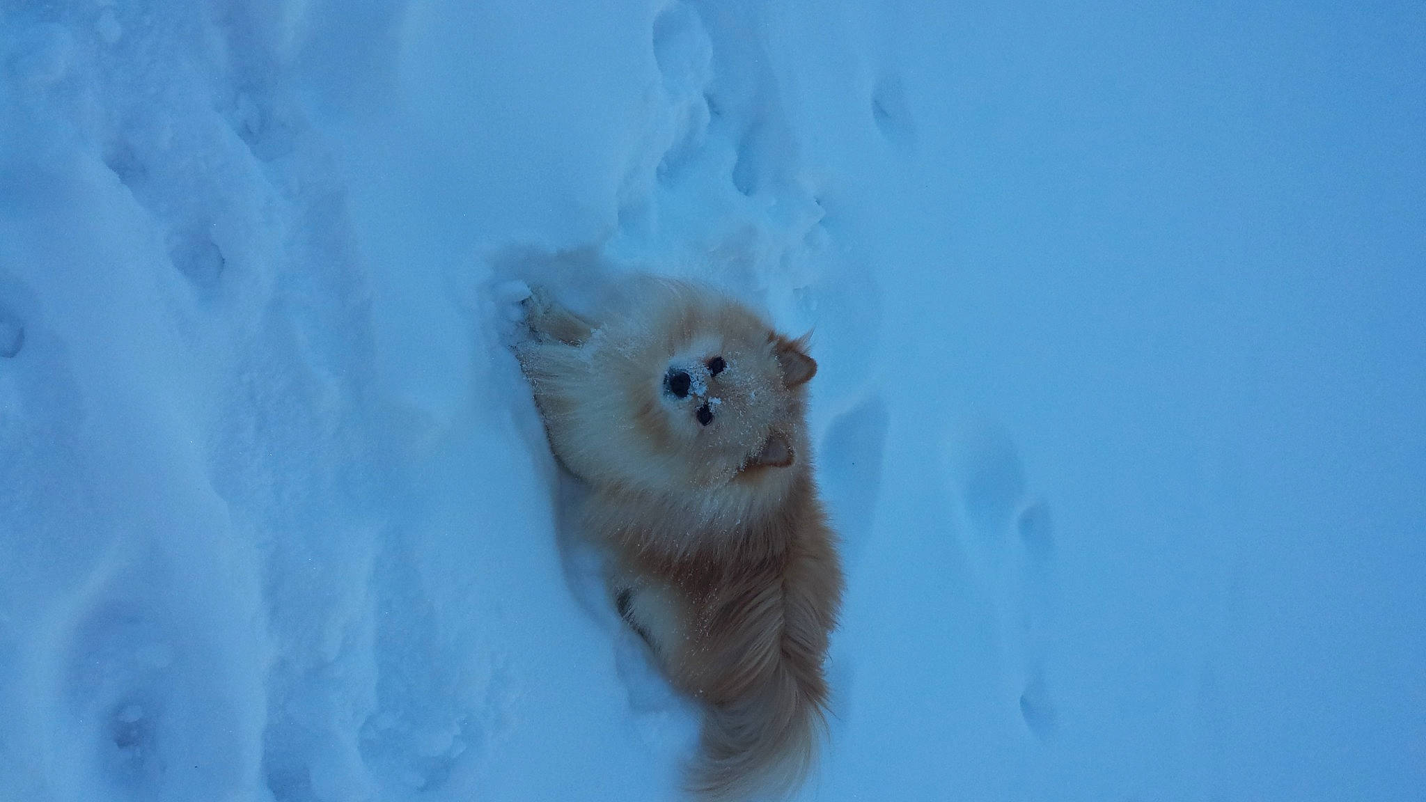 Meeko is registered to the contest to win money with this photo: bear, canidae, carnivore, claw, drink, electric_blue, fawn, freezing, fur, ice_cap, polar_bear, polar_ice_cap, snout, snow, tail, terrestrial_animal, wildlife, winter