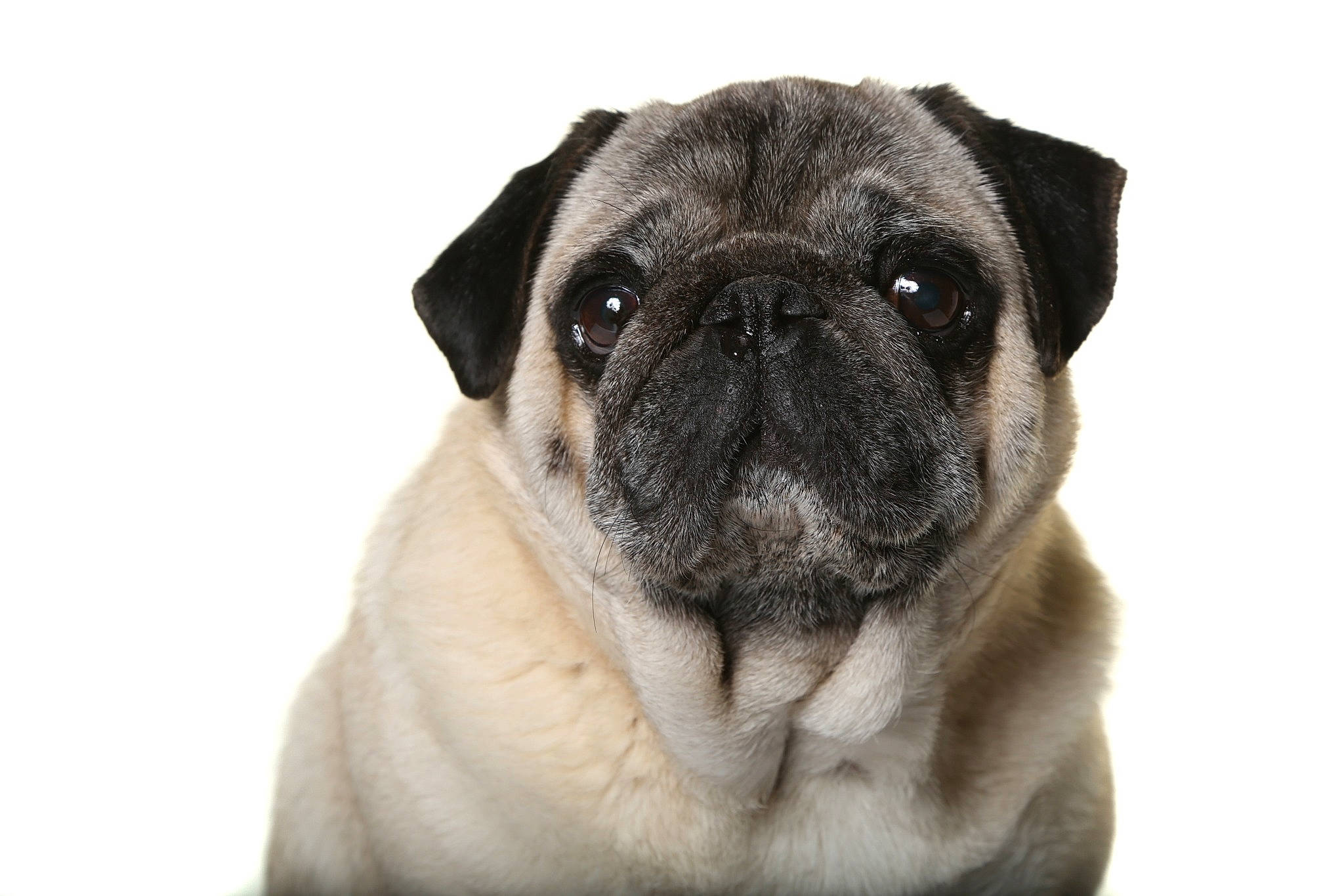 Hiro a rejoint le concours — aidez-le/la à gagner de superbes lots ! ancient_dog_breeds, canidae, carnivore, companion_dog, dog, dog_breed, eye, fawn, head, non_sporting_group, pug, puppy, snout, sporting_group, terrestrial_animal, toy_dog, tree, whiskers, working_animal, wrinkle