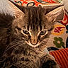 Chiriz A is registered to the contest to win money with this photo: kitten, cat, tabby, fur, ears, whiskers, close_up, indoor, rug, patterned_rug, colorful, pet, animal, cute, feline, resting, young_cat, soft_fur, domestic_cat, cozy