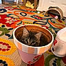 Chiriz A joined the competition — help win amazing prizes! kitten, cat, flower_pot, indoor, carpet, colorful, pet_toy, pet_bed, container, curious, animal, cute, home, floor, decor, playful, small, feline, eyes, domestic