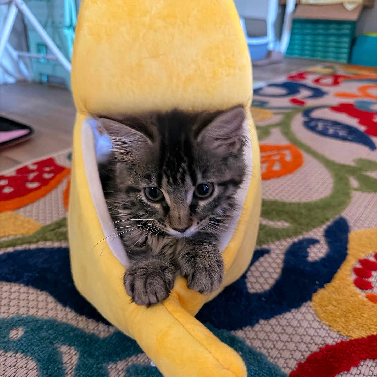 Chiriz A joined the competition — help win amazing prizes! kitten, cat, plush_toy, banana_shape, yellow, indoor, colorful_rug, patterned_rug, floor, pet, cute, animal, feline, toy, cozy, playful, curious, young_cat, soft, home