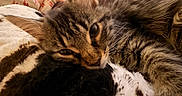 Chiriz A is registered to the contest to win money with this photo: cat, tabby, close_up, fluffy, resting, blanket, indoor, cozy, fur, animal, pet, relaxing, soft, home, person, feet, floor, carpet, brown, sleepy