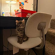 Chiriz A joined the competition — help win amazing prizes! kitten, cat, chair, desk, lamp, nike_box, photographs, wall, carpet, home_interior, furniture, striped, pet, cute, indoor, cozy, curious, sitting, furry, small
