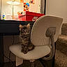 kitten, cat, chair, desk, lamp, nike_box, photographs, wall, carpet, home_interior, furniture, striped, pet, cute, indoor, cozy, curious, sitting, furry, small