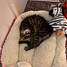 kitten, cat, sleeping, plush_bed, cozy, tabby, furry, toy, zebra, stuffed_animal, pet, indoor, carpet, resting, cute, nap, soft, animal, domestic_cat, peaceful