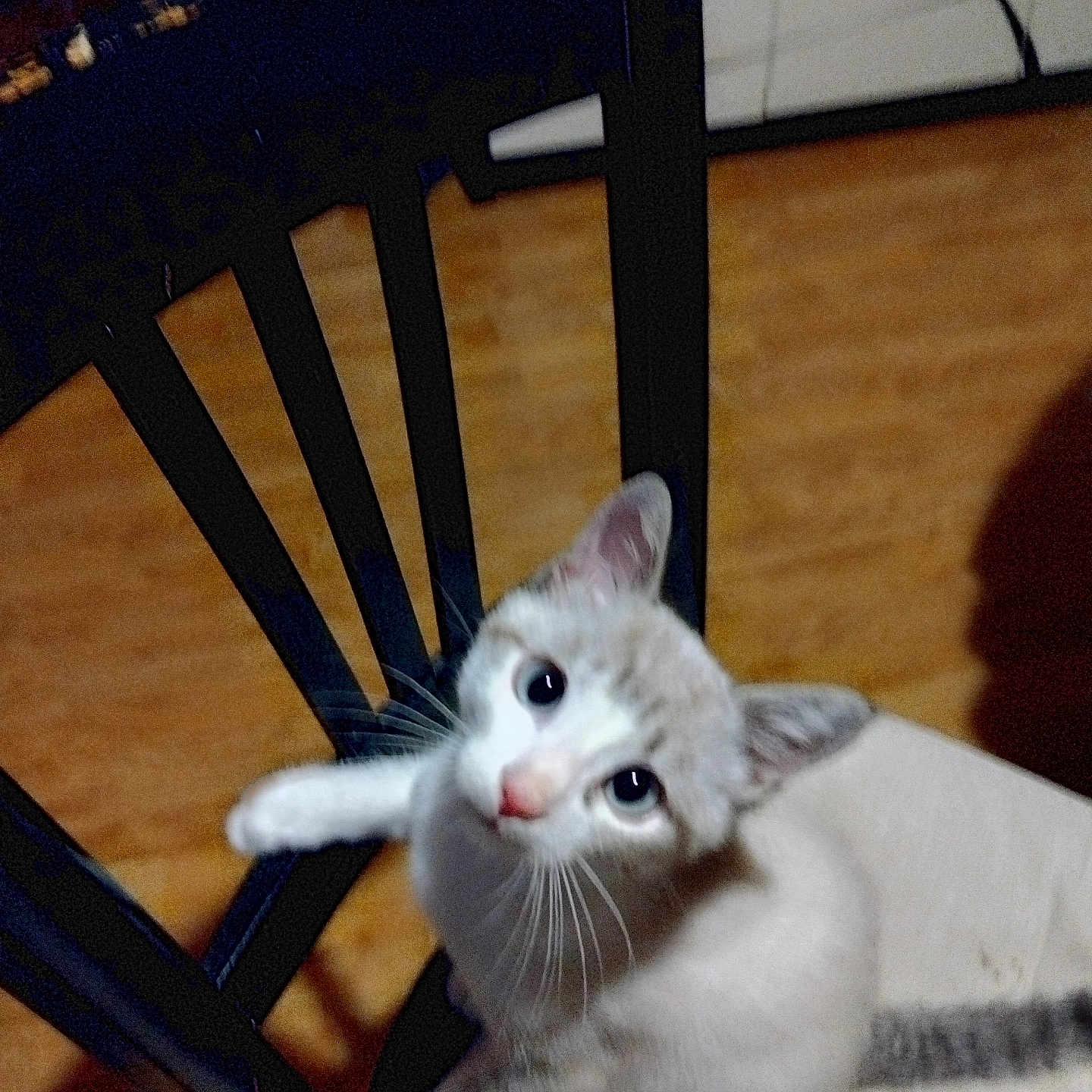 Caramel participe au concours pour gagner de l'argent avec cette photo : animal, cat, chair, chair_back, curious, cute, domestic, feline, floor, fur, gray, indoor, kitten, looking_up, pet, sitting, whiskers, white, wooden_floor, young
