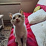 Caramel a rejoint le concours — aidez-le/la à gagner de superbes lots ! kitten, cat, pet, indoor, sofa, cushion, white, gray, striped, window, curious, carpet, floor, furniture, cozy, pillow, young, whiskers, ears, animal