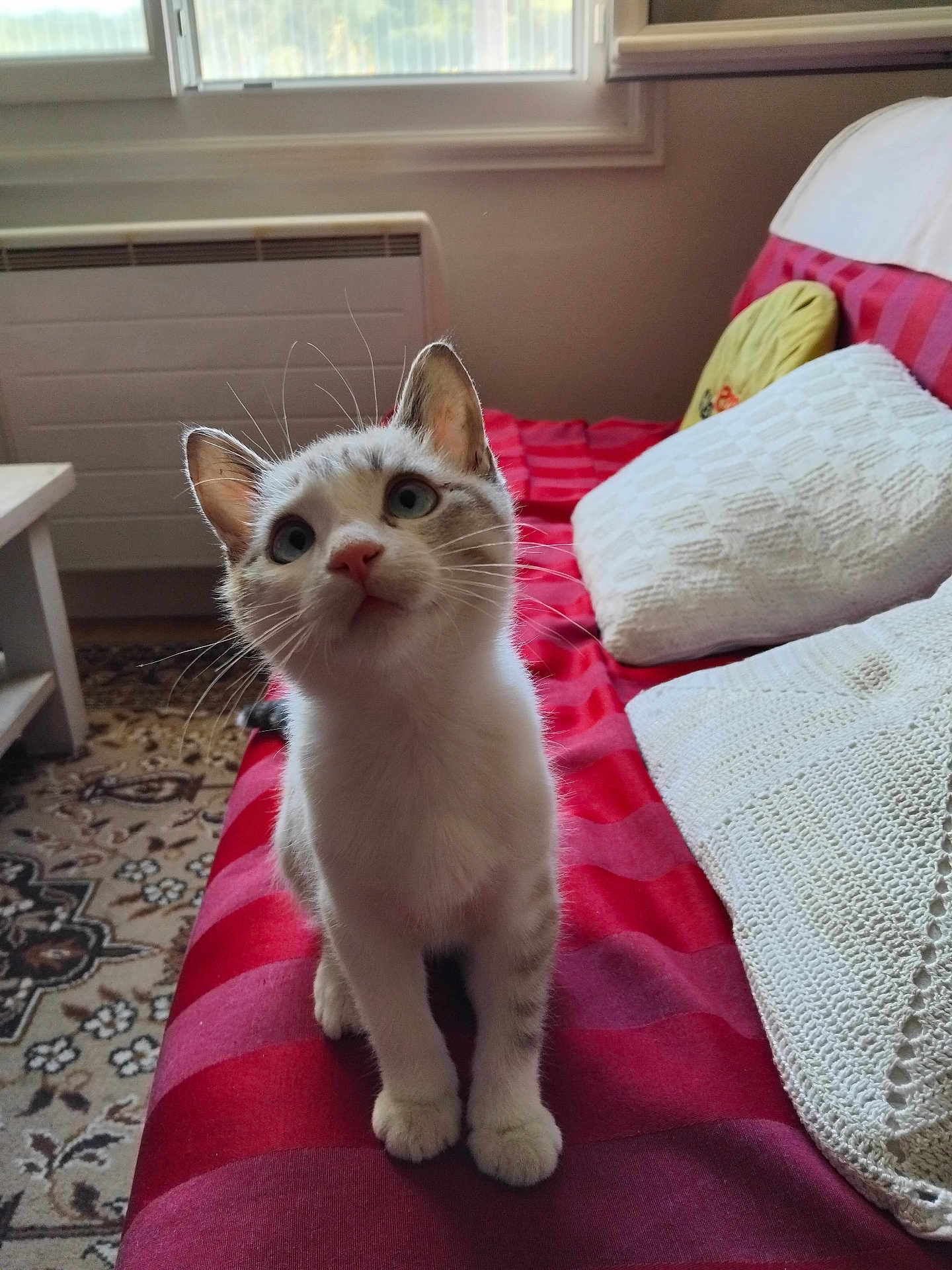 Caramel a rejoint le concours — aidez-le/la à gagner de superbes lots ! kitten, cat, pet, indoor, sofa, cushion, white, gray, striped, window, curious, carpet, floor, furniture, cozy, pillow, young, whiskers, ears, animal