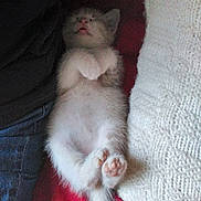 Caramel participe au concours pour gagner de l'argent avec cette photo : kitten, sleeping, cat, paw, tail, furry, cute, pet, resting, cozy, blanket, human_hand, red_fabric, knitwear, animal, small, indoor, relaxed, baby_cat, fur