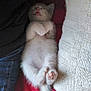 kitten, sleeping, cat, paw, tail, furry, cute, pet, resting, cozy, blanket, human_hand, red_fabric, knitwear, animal, small, indoor, relaxed, baby_cat, fur
