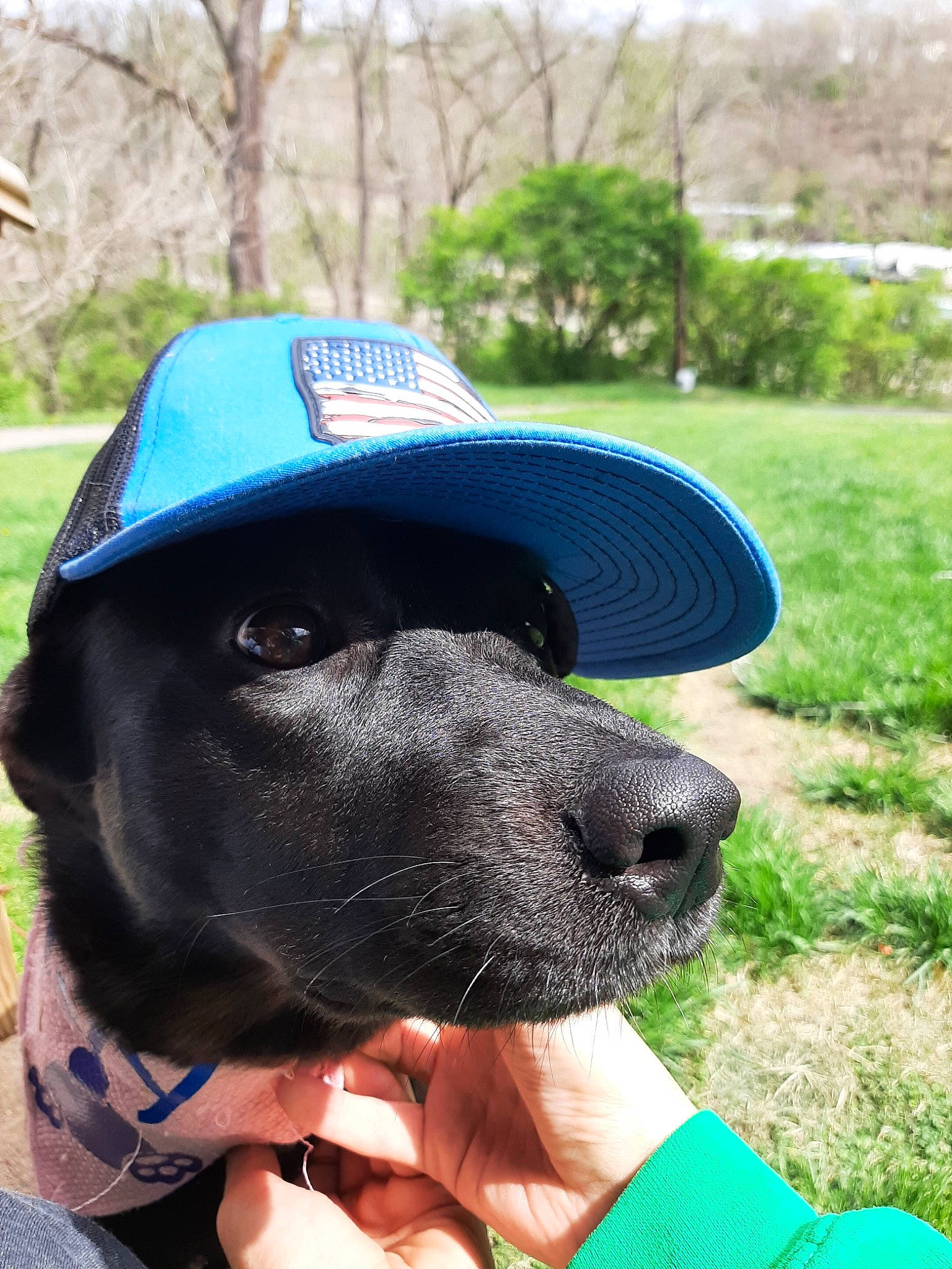 Ivy joined the competition — help win amazing prizes! baseball_cap, cap, carnivore, collar, companion_dog, dog, dog_breed, dog_collar, electric_blue, grass, green, hat, personal_protective_equipment, pet_supply, plant, snout, sun_hat, sunglasses, tree, working_animal