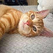 Victorio a rejoint le concours — aidez-le/la à gagner de superbes lots ! animal, blanket, cat, close_up, curious, cute, domestic_cat, feline, fur, green_eyes, indoor, lying_down, orange_tabby, pet, portrait, relaxed, resting, soft_light, texture, whiskers
