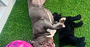 Cali is registered to the contest to win money with this photo: animal, artificial_grass, black_toy, canine, cheerful, dog, fur, grass, greenery, happy, indoor, mouth_open, paw, pet, pink_toy, playful, plush_toy, relaxing, smiling, toy