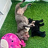 animal, artificial_grass, black_toy, canine, cheerful, dog, fur, grass, greenery, happy, indoor, mouth_open, paw, pet, pink_toy, playful, plush_toy, relaxing, smiling, toy