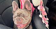 Cali joined the competition — help win amazing prizes! dog, french_bulldog, car_interior, leather_seat, pet, happy, smiling, tongue_out, window, headrest, pink_decoration, crochet, seat, animal, cute, domestic_animal, transportation, vehicle, pet_accessory, daylight
