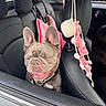 dog, french_bulldog, car_interior, leather_seat, pet, happy, smiling, tongue_out, window, headrest, pink_decoration, crochet, seat, animal, cute, domestic_animal, transportation, vehicle, pet_accessory, daylight