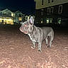 Cali joined the competition — help win amazing prizes! alert, animal, building, canine, dark_sky, dog, fence, flash, french_bulldog, illuminated, mulch, night, nighttime, outdoor, pet, red_eye, standing, urban, window, yard