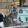 Cali joined the competition — help win amazing prizes! french_bulldog, dog, pet, indoor, kitchen, blanket, plush_toy, cow_toy, flowers, vase, cabinet, stove, oven, countertop, spices, decor, furniture, animal, sitting, relaxed