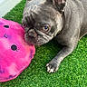 animal, artificial_grass, canine, closeup, cute, dog, ears, expression, french_bulldog, fur, green, indoor, paw, pet, pink, playful, plush_toy, resting, snout, toy