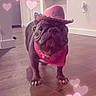 Cali joined the competition — help win amazing prizes! dog, french_bulldog, pink_hat, bandana, pet, indoor, wooden_floor, hearts_overlay, cute, animal, canine, costume, adorable, floor, standing, domestic, brown_dog, playful, decor, house