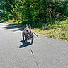 Cali is registered to the contest to win money with this photo: animal, canine, daytime, dog, ears, french_bulldog, fur, greenery, leash, nature, outdoor, park, paved_path, pet, shadows, sidewalk, snout, sunlight, trees, walking