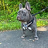 animal, canine, daylight, dog, ears, french_bulldog, grass, greenery, harness, leash, mammal, nature, outdoors, pavement, pet, sidewalk, snout, summer, trees, walking