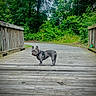 animal, canine, curious, daytime, dog, forest, french_bulldog, greenery, leash, leash_taut, nature, outdoor, park, path, pet, standing, trees, walking, wood, wooden_bridge