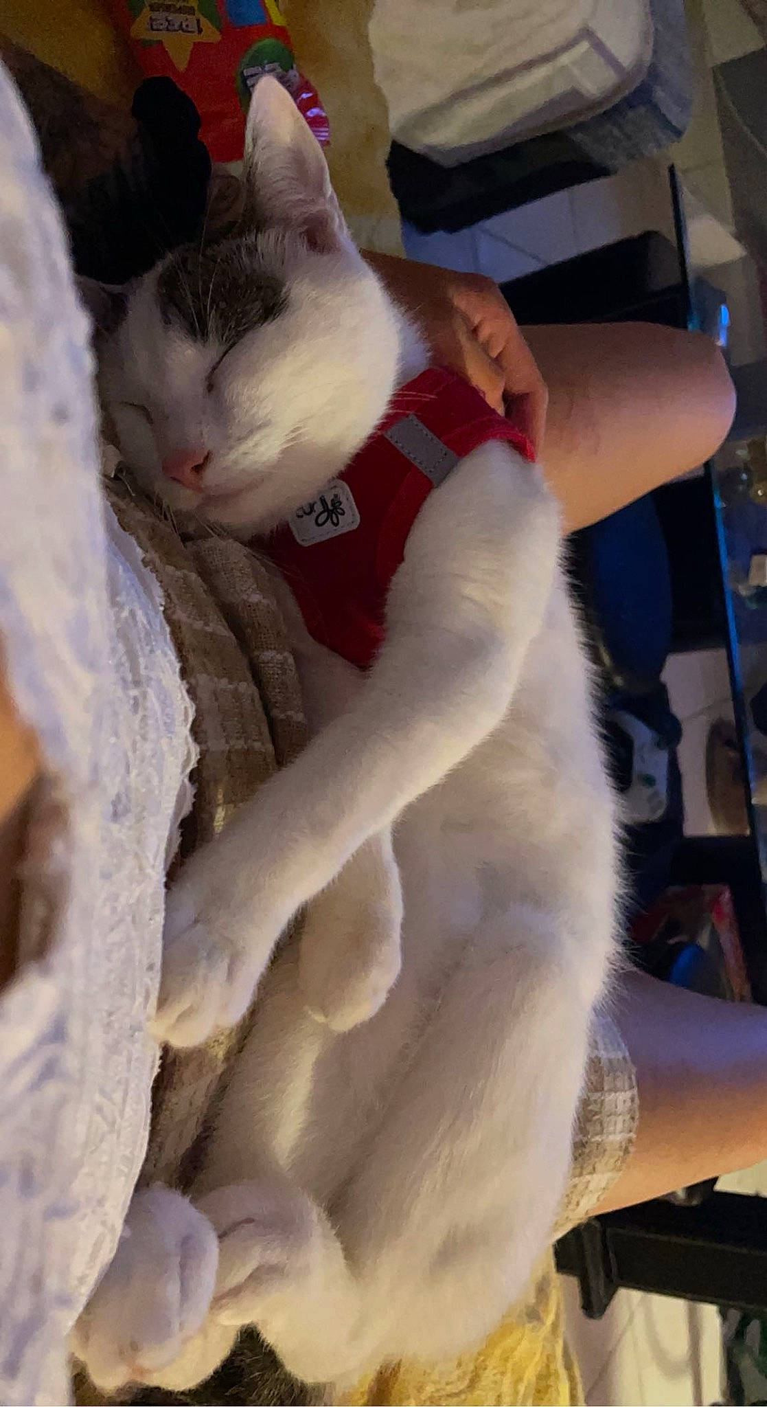 Moon participe au concours pour gagner de l'argent avec cette photo : carnivore, cat, comfort, domestic_short_haired_cat, fawn, felidae, fur, gesture, mammal, paw, small_to_medium_sized_cats, snout, tail, whiskers, white