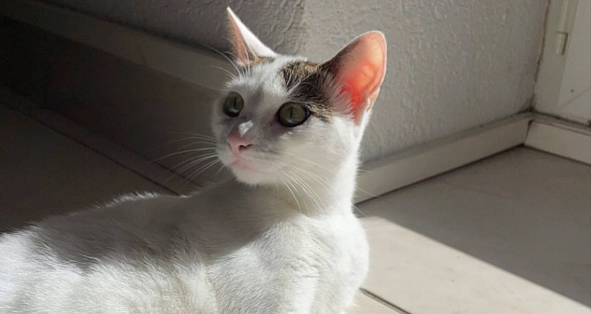 Moon participe au concours pour gagner de l'argent avec cette photo : carnivore, cat, domestic_short_haired_cat, felidae, fur, paw, small_to_medium_sized_cats, tail, whiskers