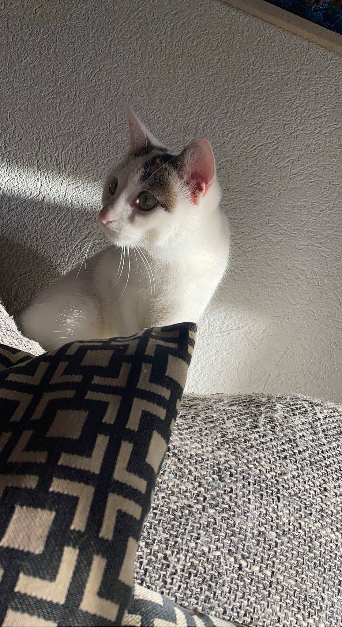 Moon participe au concours pour gagner de l'argent avec cette photo : carnivore, cat, comfort, domestic_short_haired_cat, felidae, flooring, fur, grey, linens, monochrome_photography, pattern, paw, small_to_medium_sized_cats, snout, tail, terrestrial_animal, whiskers, window, wood