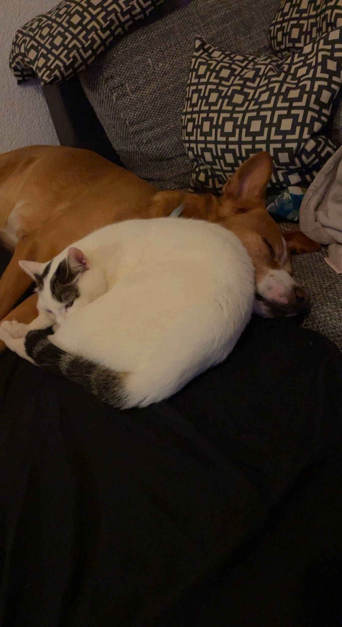 Moon participe au concours pour gagner de l'argent avec cette photo : canidae, carnivore, cat, comfort, companion_dog, dog, dog_breed, ear, fawn, felidae, fur, human_leg, leg, nap, paw, small_to_medium_sized_cats, snout, sporting_group, tail, whiskers