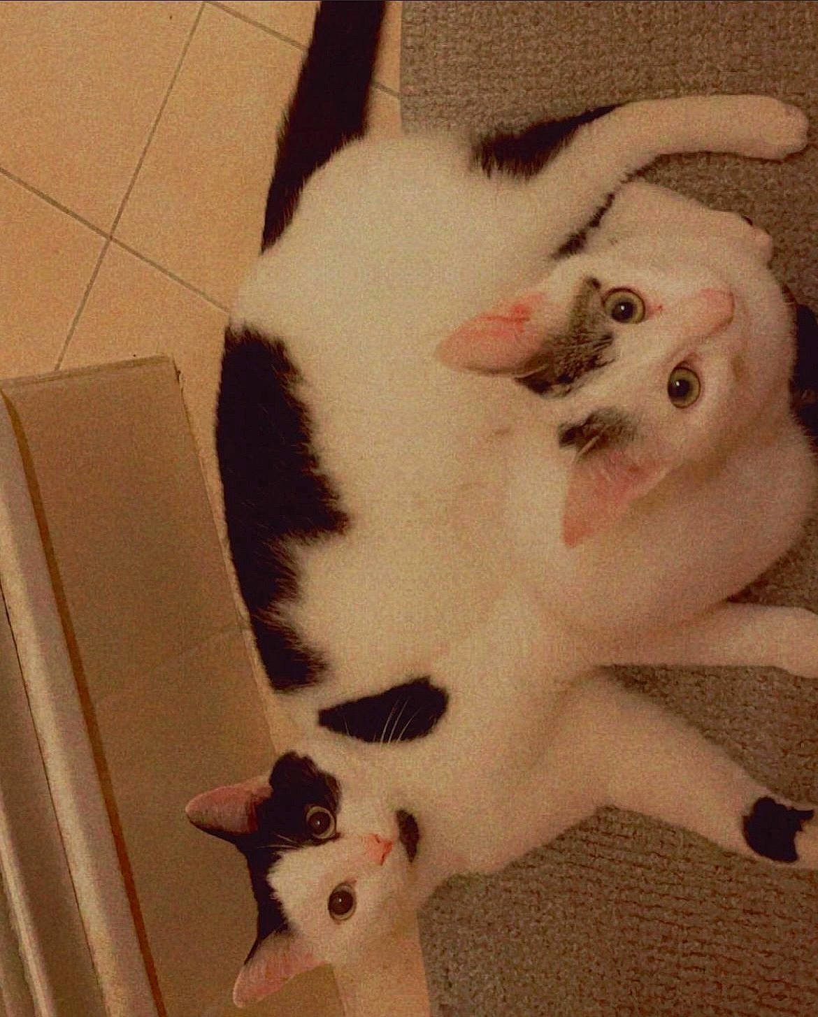 Maiden participe au concours pour gagner de l'argent avec cette photo : carnivore, cat, claw, comfort, companion_dog, dog_breed, domestic_short_haired_cat, fawn, felidae, flooring, fur, paw, pet_supply, small_to_medium_sized_cats, snout, tail, terrestrial_animal, whiskers