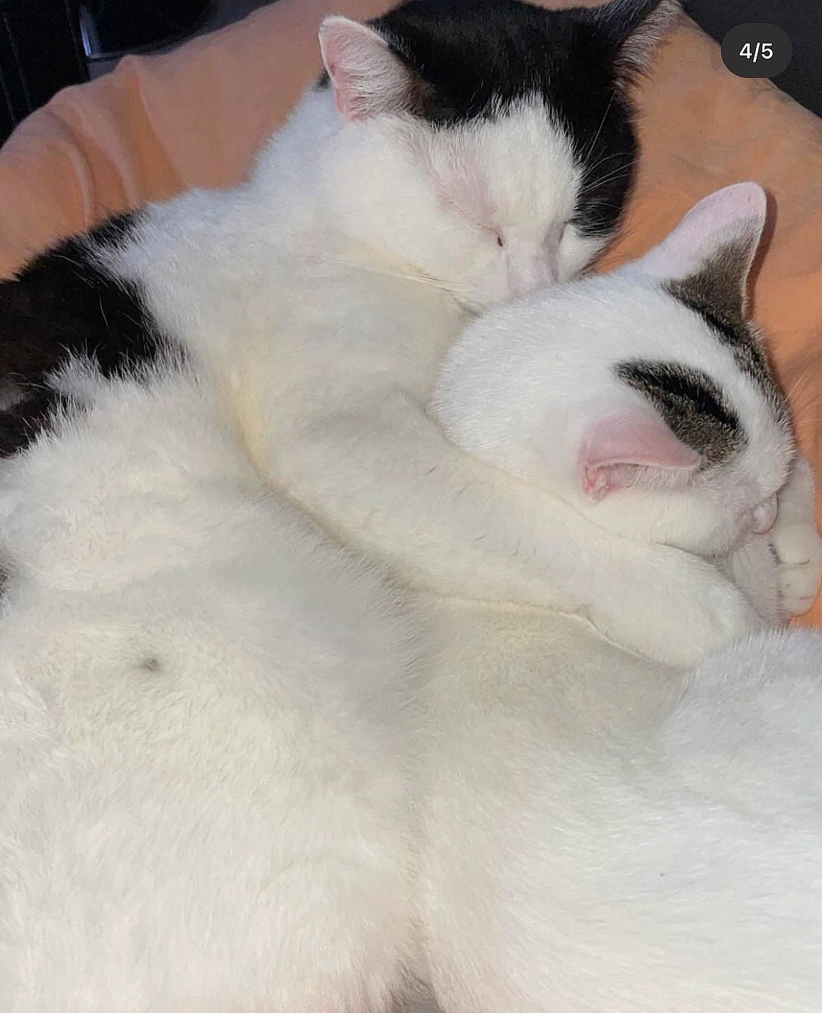 Maiden participe au concours pour gagner de l'argent avec cette photo : carnivore, cat, claw, cloud, comfort, domestic_short_haired_cat, felidae, fur, nap, paw, sleep, small_to_medium_sized_cats, tail, whiskers