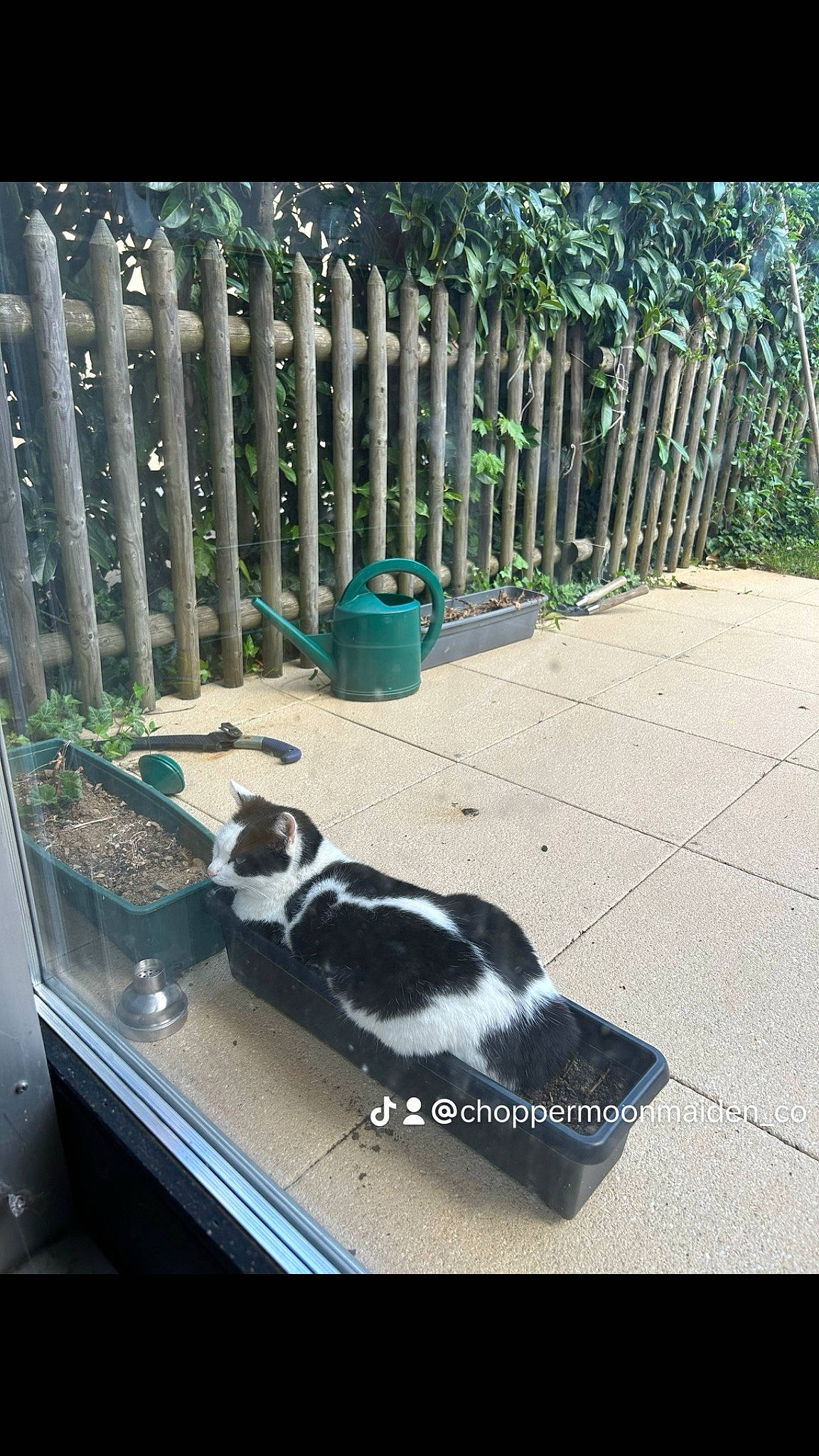 Maiden participe au concours pour gagner de l'argent avec cette photo : backyard, canidae, carnivore, cat, companion_dog, dog_breed, felidae, fence, fur, grass, home_fencing, mammal, plant, shadow, small_to_medium_sized_cats, sporting_group, tail, tree, whiskers, yard