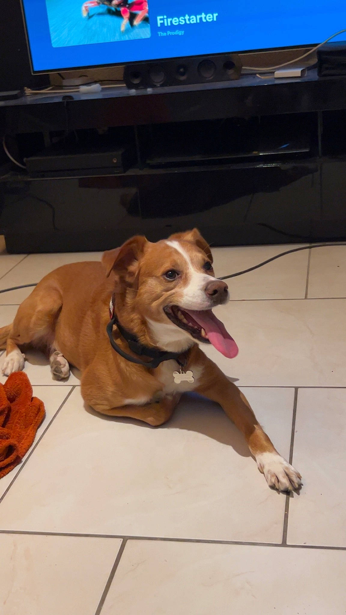 Chopper a rejoint le concours — aidez-le/la à gagner de superbes lots ! cable_television, carnivore, collar, companion_dog, computer_keyboard, computer_monitor, dog, dog_breed, dog_collar, fawn, floor, flooring, hardwood, home_appliance, liver, paw, table, television, wood, working_animal