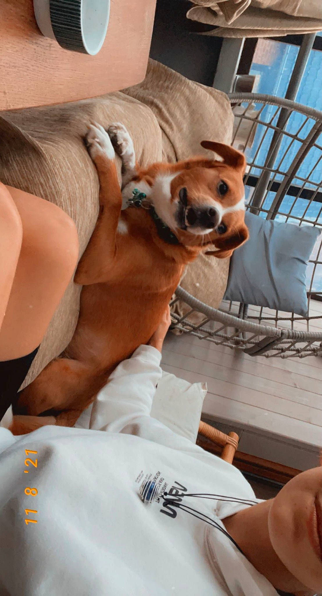 Chopper a rejoint le concours — aidez-le/la à gagner de superbes lots ! abdomen, canidae, carnivore, chest, comfort, companion_dog, dog, dog_breed, dog_supply, eyewear, fawn, human_leg, knee, linens, sitting, sporting_group, thigh, toy_dog, trunk, working_animal