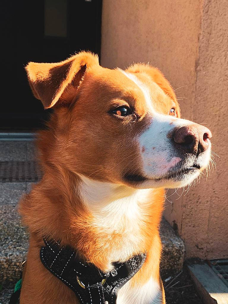 Chopper a rejoint le concours — aidez-le/la à gagner de superbes lots ! ancient_dog_breeds, canidae, carnivore, collar, companion_dog, dog, dog_breed, dog_collar, dog_supply, door, fawn, fur, leash, snout, sporting_group, terrestrial_animal, whiskers, working_animal, working_dog