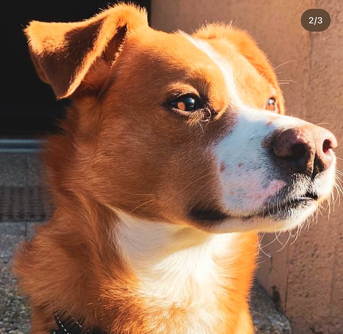 Chopper participe au concours pour gagner de l'argent avec cette photo : ancient_dog_breeds, canidae, carnivore, collar, companion_dog, dog, dog_breed, dog_collar, eye, fawn, fur, giant_dog_breed, herding_dog, pet_supply, snout, sporting_group, terrestrial_animal, whiskers, working_animal, working_dog